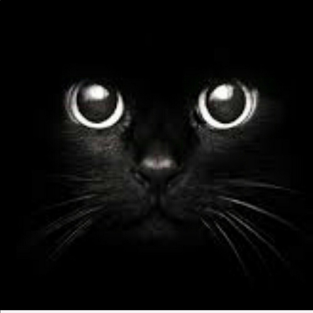 Nikki the Black Cat 🐾